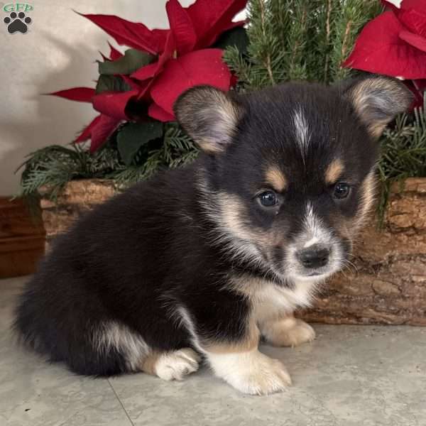 Nicholas, Pembroke Welsh Corgi Puppy